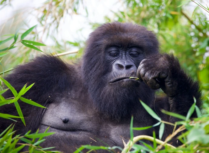 A close up of a gorilla in a field of grass